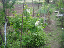 Picture 2766
