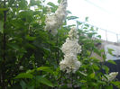 Picture 2772