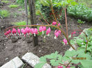Dicentra Spectabilis