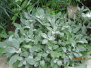 Stachys Bizantina