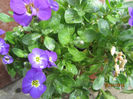 Aubrieta