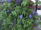 Clematis Pamela Jackman