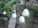 Leucojum Gravitye Giant