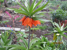 Fritillaria Imperialis