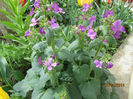 Lunaria Annua