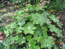 Geranium Macrorrhizum