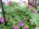 Geranium- Priboi