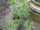 Coreopsis Zagreb