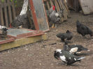 Picture 2734