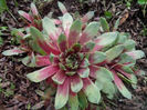 sempervivum