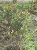 magnolie galbena