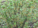 coacaz negru