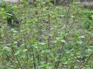coacaz negru