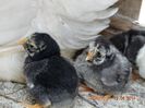DSC01906
