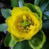 Eranthis