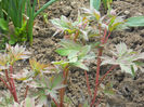 DSCN1159_015