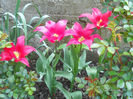 DSCN1162_018