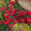 Euonymus europaeus