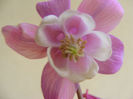 Aquilegia Cameo Rose and White