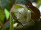 Sinningia Lucis -----