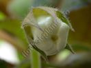 Sinningia Lucis -----