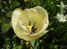 Tulipa Shirley (2014, April 14)