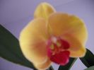 DSCF1117