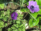 Anemone
