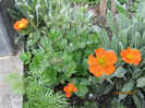 Geum Coccineum Borisi