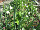 Leucojum