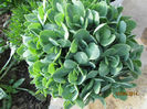 Sedum spectabilis
