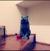 ┊deɴιι┊miau şi acum cum mă transform înapoi ? =))
