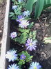 anemone