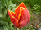 Tulipa Bright Parrot (2014, April 10)