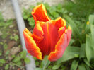 Tulipa Bright Parrot (2014, April 13)