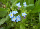 Myosotis alpestris (2014, April 13)