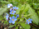 Myosotis alpestris (2014, April 13)