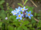 Myosotis alpestris (2014, April 13)