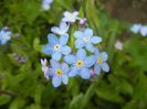Myosotis alpestris (2014, April 13)