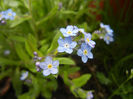 Myosotis alpestris (2014, April 13)