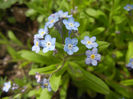 Myosotis alpestris (2014, April 13)