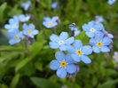 Myosotis alpestris (2014, April 13)