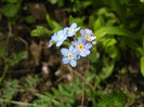 Myosotis alpestris (2014, April 13)
