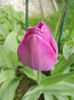 Tulipa Purple Flag (2014, April 13)
