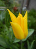 Tulipa Flashback (2014, April 13)