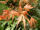 Acer palmatum Ariadne (2014, April 13)