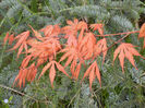 Acer palmatum Ariadne (2014, April 13)