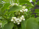 White Lilac Tree (2014, April 13)
