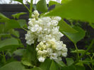 White Lilac Tree (2014, April 13)