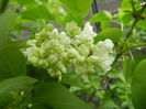 White Lilac Tree (2014, April 13)